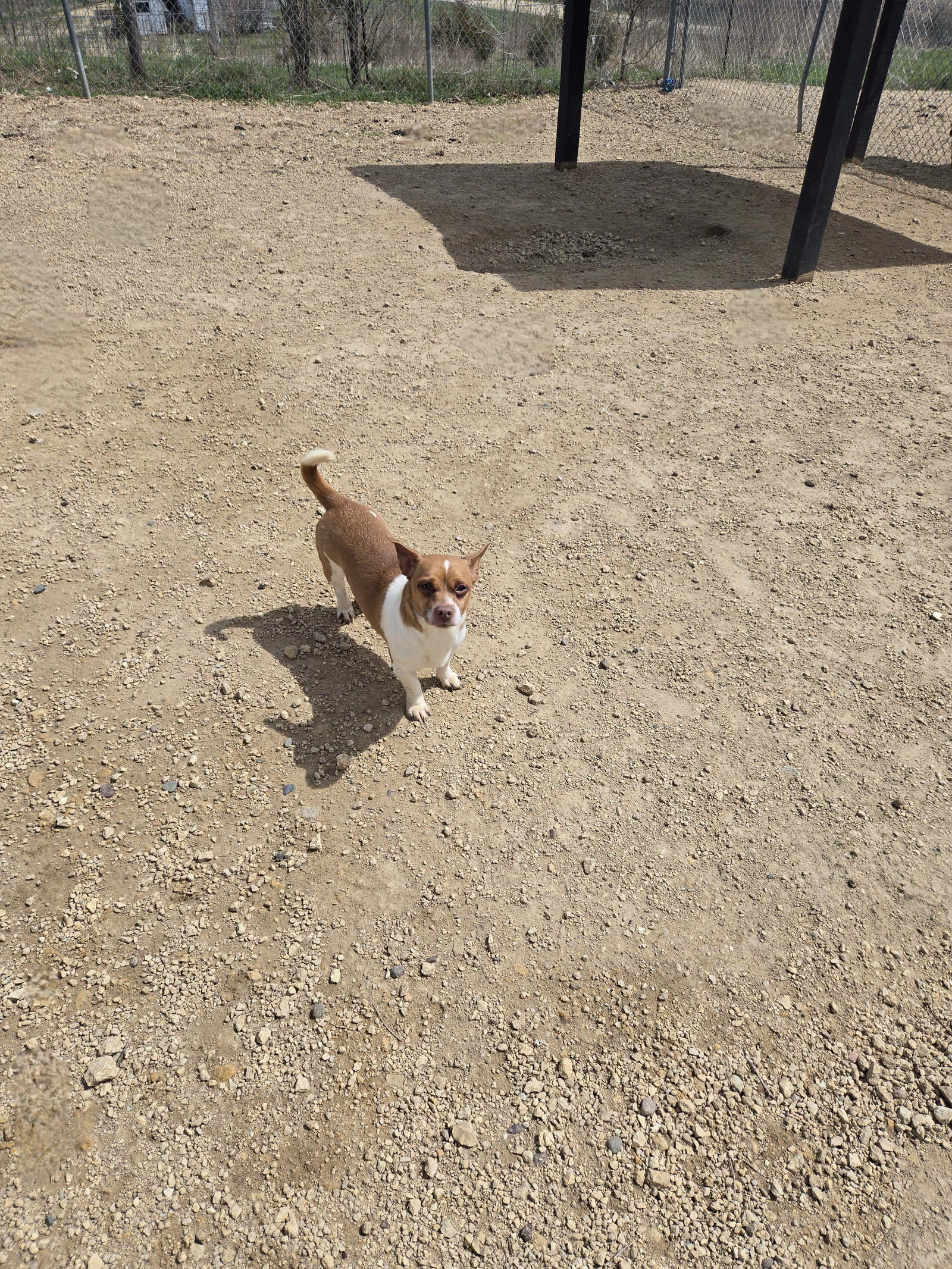 Chip