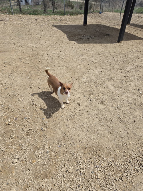 picture of the dog needing adoption