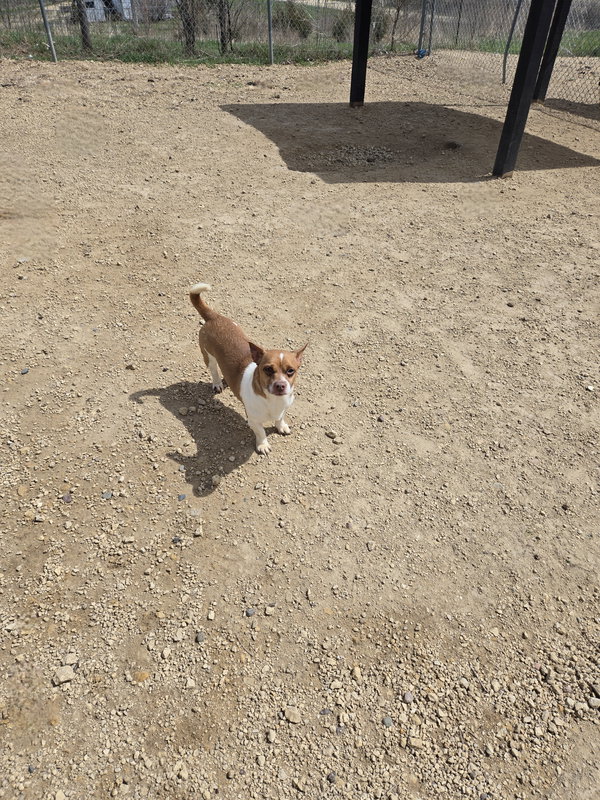 Chip