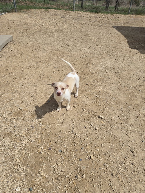 picture of the dog needing adoption