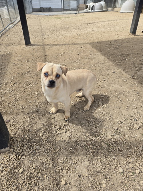 picture of the dog needing adoption
