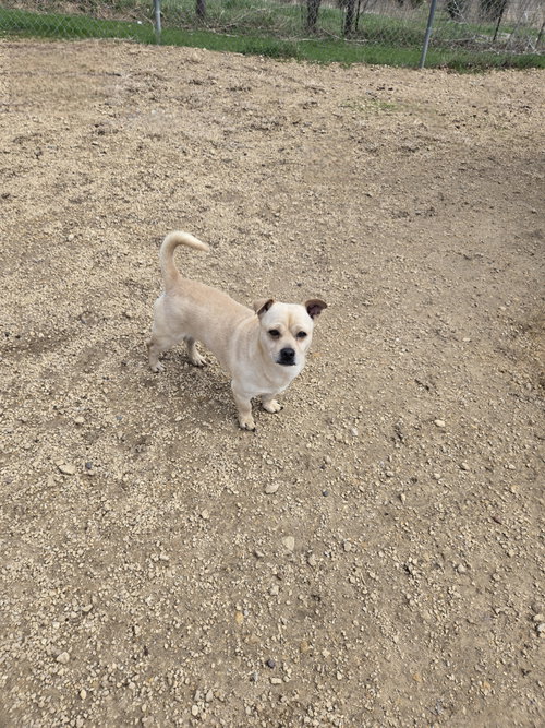 picture of the dog needing adoption