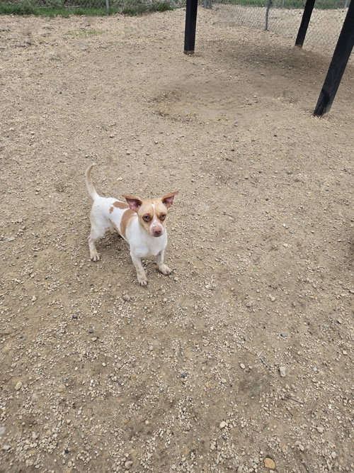 picture of the dog needing adoption