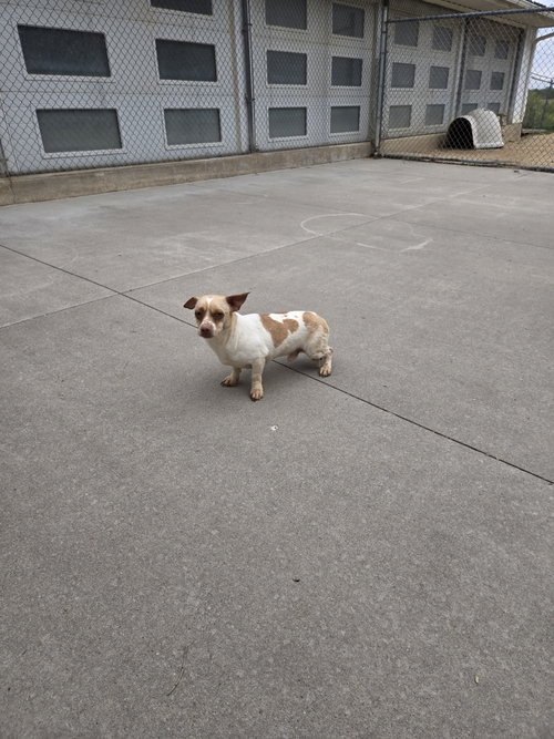 Bartolo, an adoptable Terrier in Maquoketa, IA