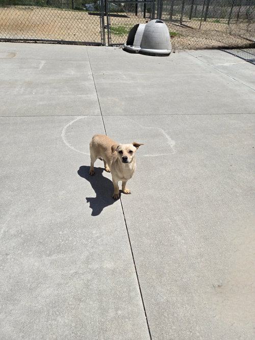 Blondie, an adoptable Terrier in Maquoketa, IA