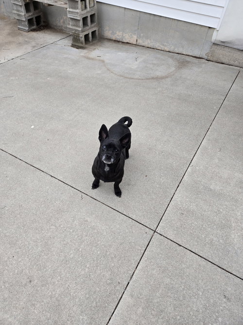 picture of the dog needing adoption