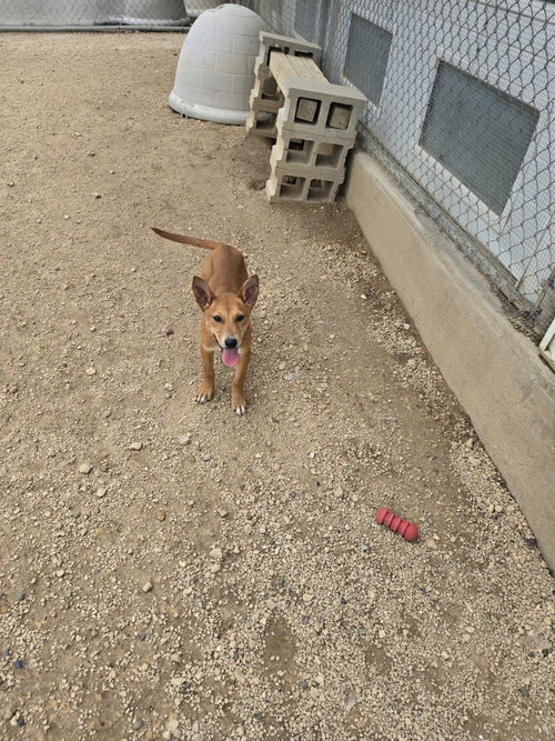 picture of the dog needing adoption