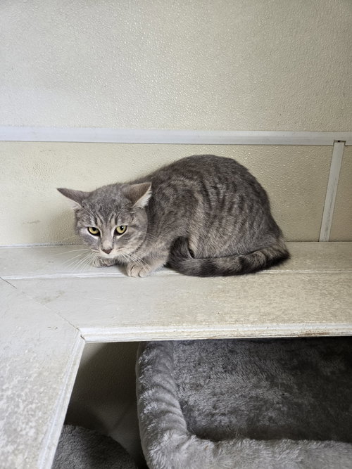 Runt, Young Domestic Short Hair (short coat), cat for adoption in Rock Island, Illinois