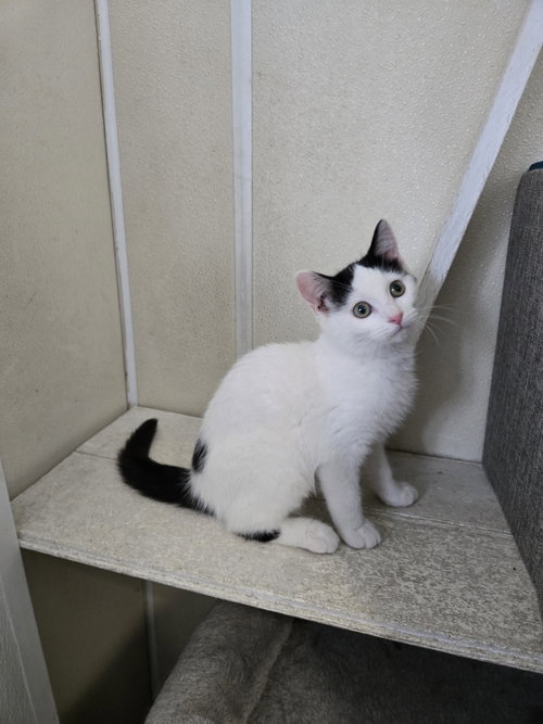 picture of the cat needing adoption