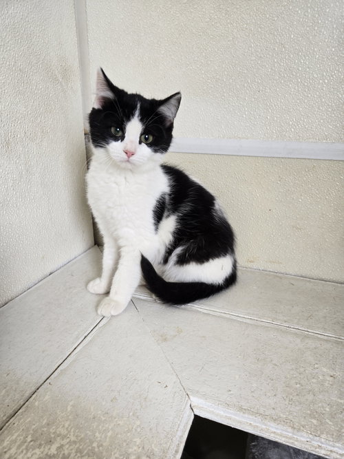 picture of the cat needing adoption