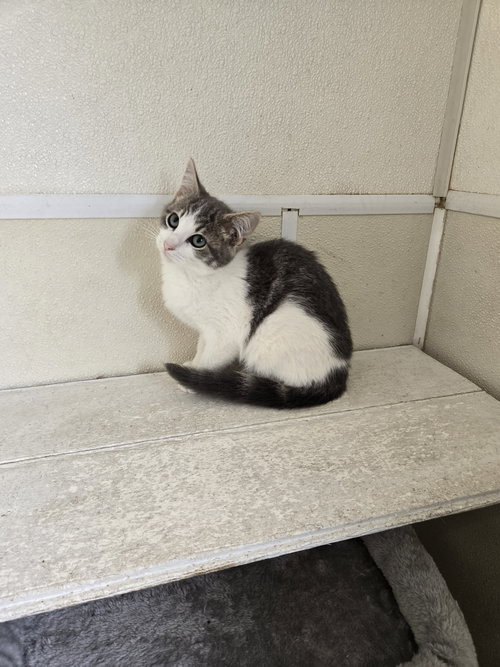 DJ, Young Domestic Short Hair (short coat), cat for adoption in Rock Island, Illinois