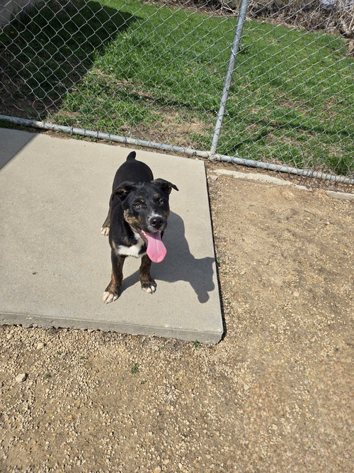 Abraham Lincoln, an adoptable Shepherd in Maquoketa, IA