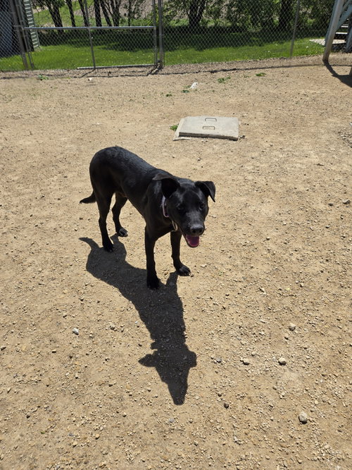 Jax, an adoptable Black Labrador Retriever in Maquoketa, IA