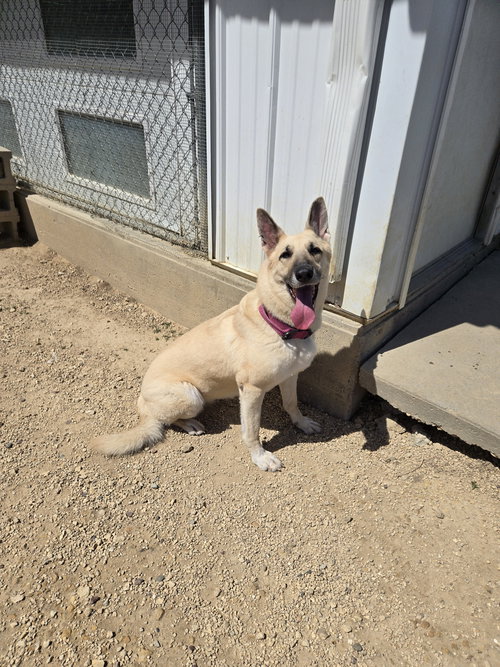 Sammie, an adoptable Shepherd in Maquoketa, IA