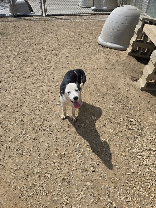 Martha Washington, an adoptable Shepherd in Maquoketa, IA