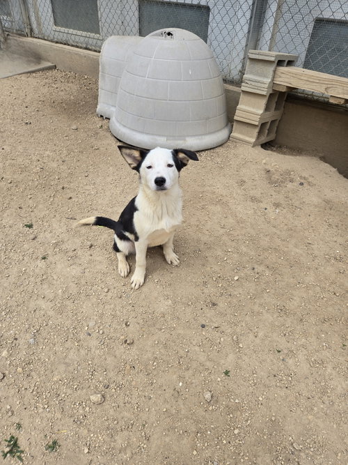 Martha Washington, an adoptable Shepherd in Maquoketa, IA