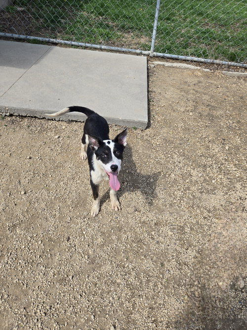 Jackie Kennedy, an adoptable Shepherd in Maquoketa, IA