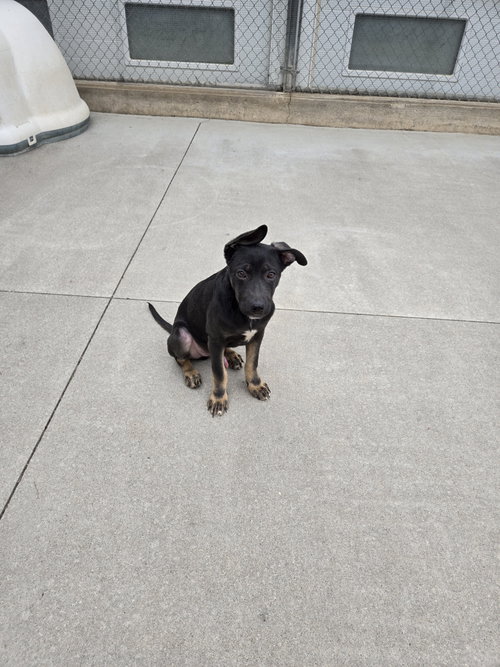 Randy, an adoptable Unknown breed in Maquoketa, IA