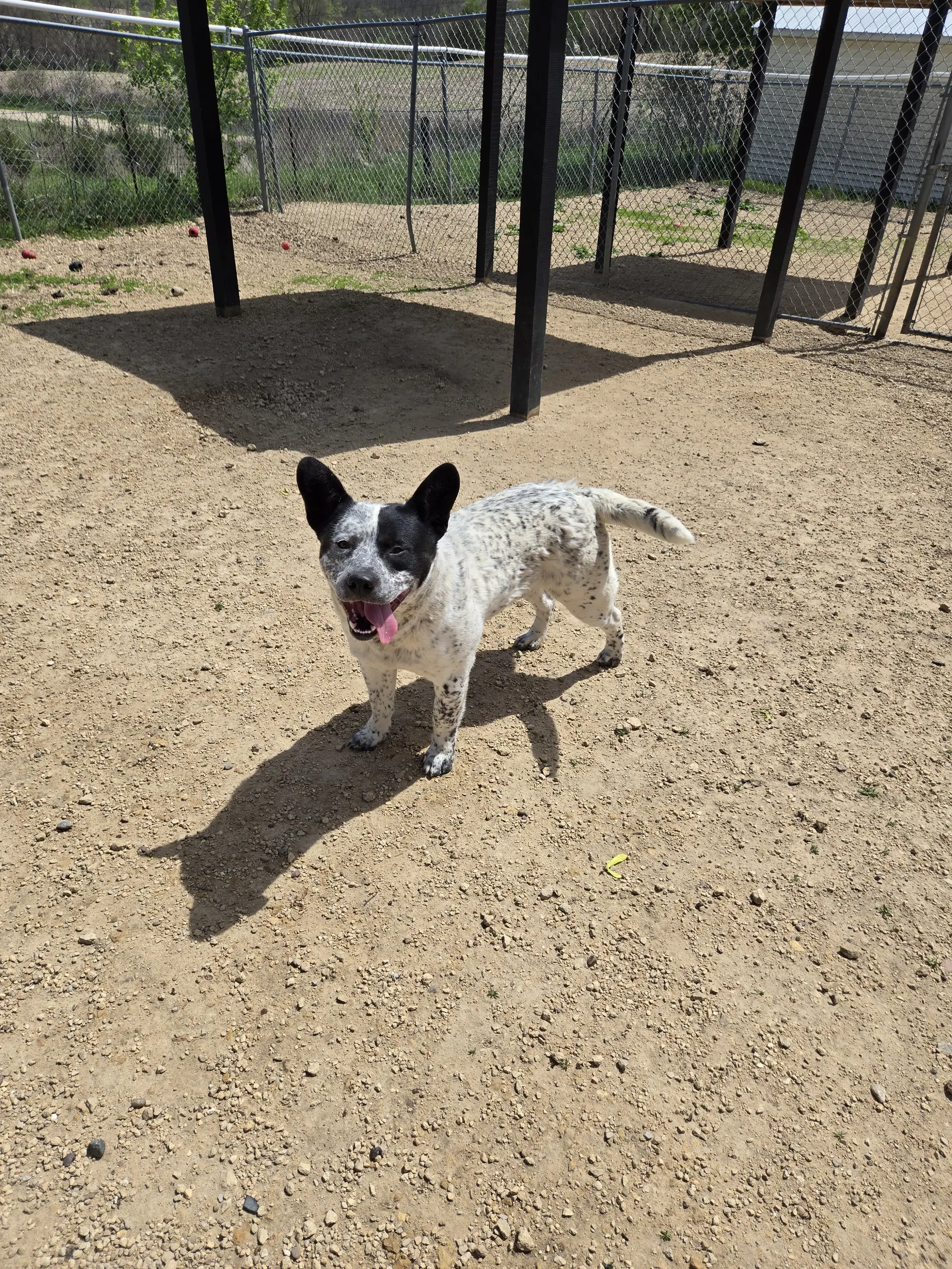 Fluffy - Australian Cattle Dog/Blue Heeler