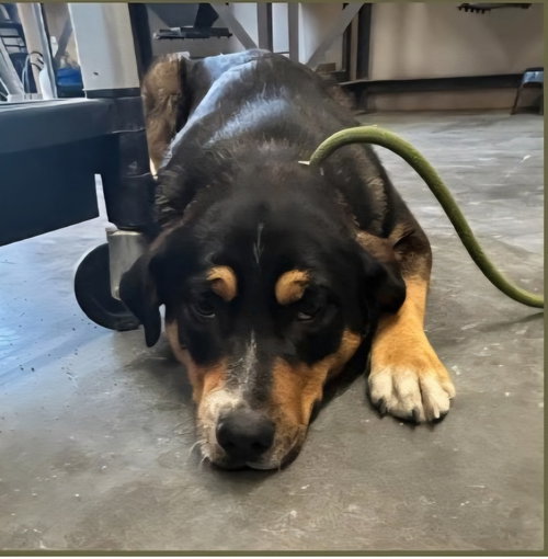 Micha, an adoptable Unknown breed in Maquoketa, IA