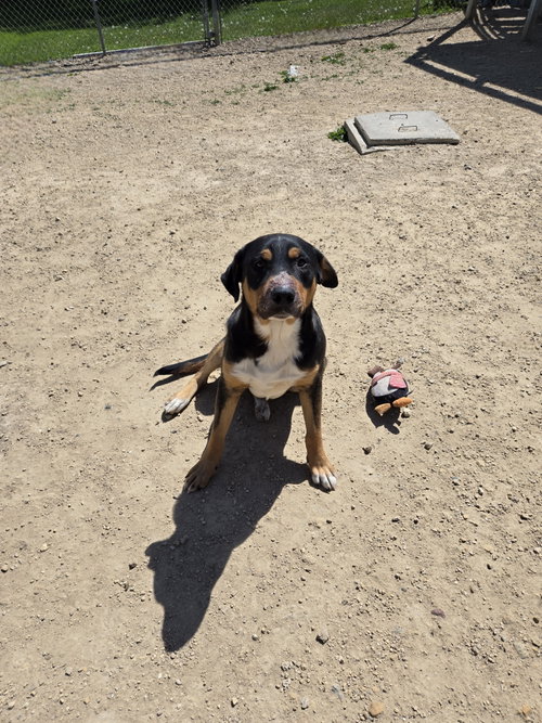 Micha, an adoptable Unknown breed in Maquoketa, IA