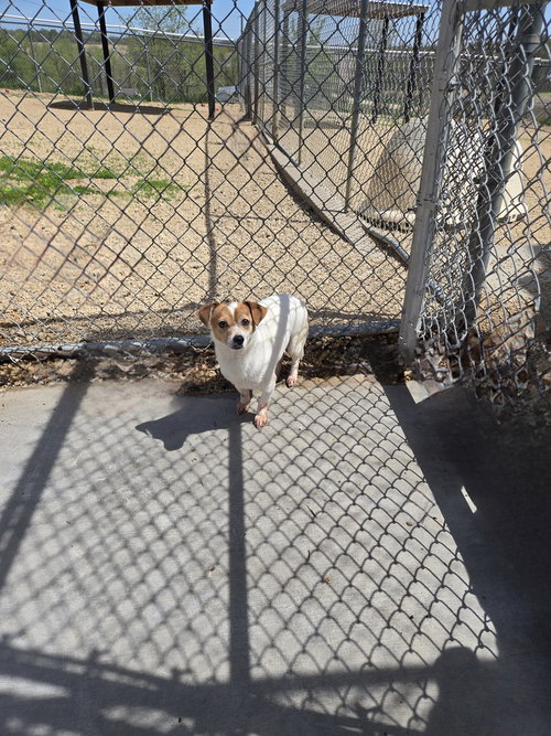 Guerra, an adoptable Terrier in Maquoketa, IA