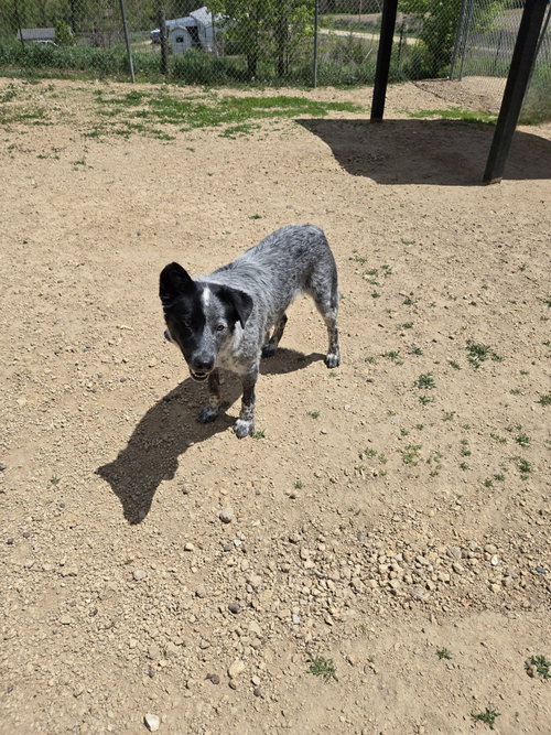 Curly, an adoptable Australian Cattle Dog in Maquoketa, IA