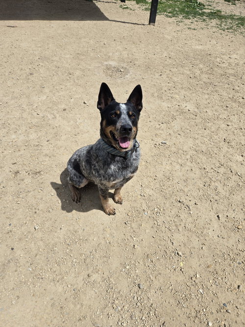 Laredo, an adoptable Australian Cattle Dog in Maquoketa, IA
