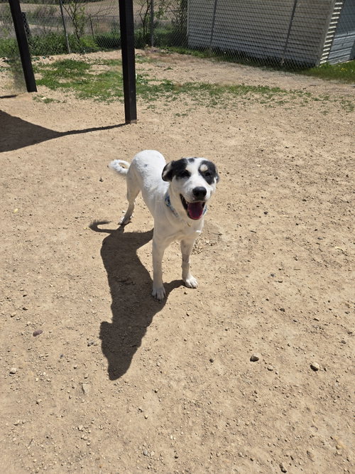 Saint Grace, an adoptable Unknown breed in Maquoketa, IA