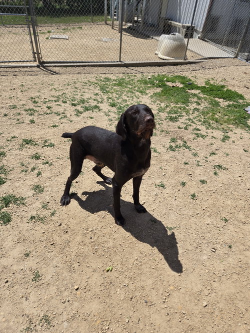 Max, an adoptable German Shorthaired Pointer in Maquoketa, IA