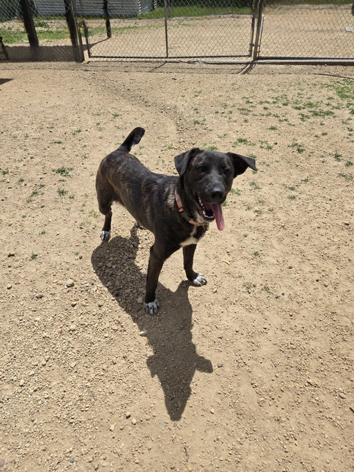 Lavender, an adoptable Black Labrador Retriever in Maquoketa, IA