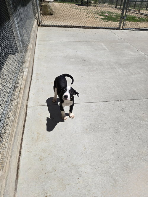 Alya, an adoptable Unknown breed in Maquoketa, IA