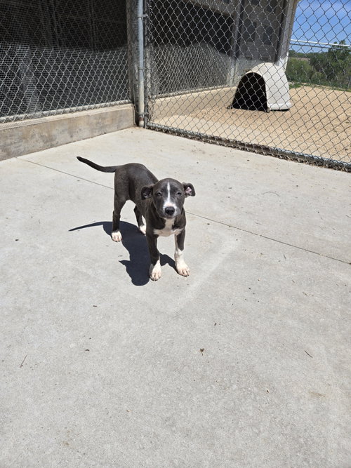 Vela, an adoptable Unknown breed in Maquoketa, IA