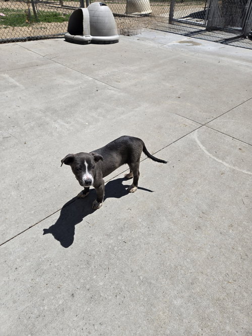 Astra, an adoptable Unknown breed in Maquoketa, IA