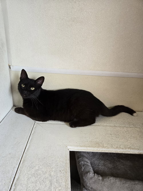 Q-Tip, an adoptable Domestic Short Hair in Maquoketa, IA
