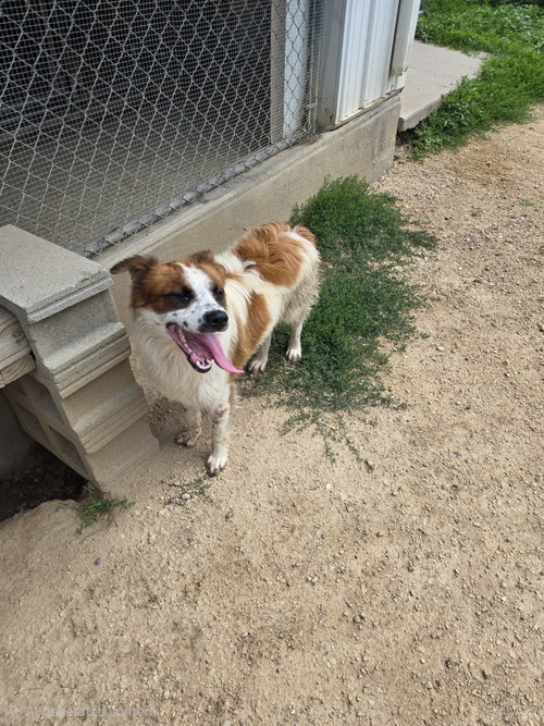 Kodi, an adoptable Australian Shepherd in Maquoketa, IA