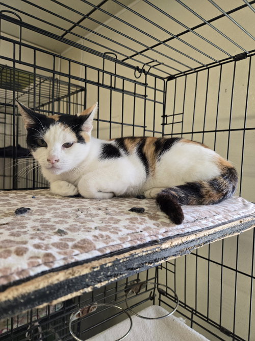 Mable, an adoptable Calico in Maquoketa, IA