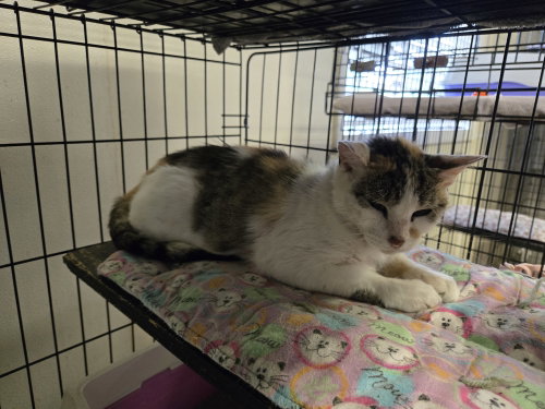 Misty, an adoptable Calico in Maquoketa, IA