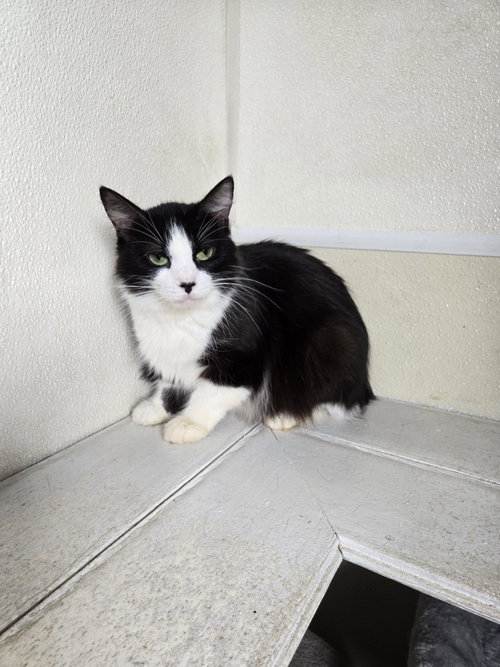 Jenna, an adoptable Domestic Medium Hair in Maquoketa, IA