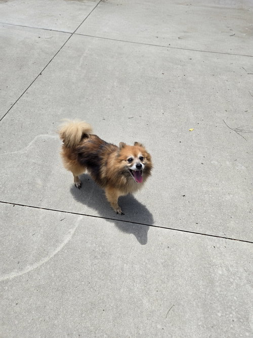 Tiki, an adoptable Pomeranian in Maquoketa, IA