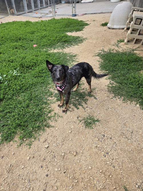 Roxy