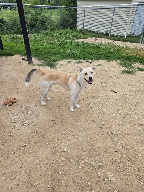 Marty, an adoptable Husky in Maquoketa, IA