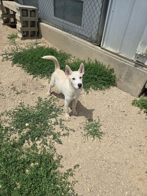 Wolfie, an adoptable Husky in Maquoketa, IA