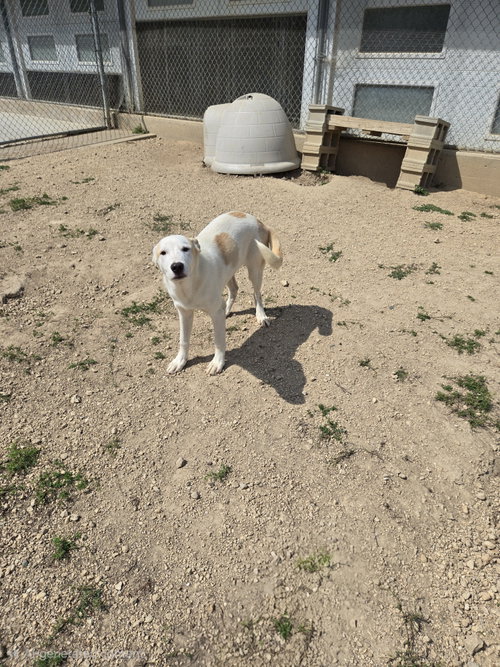 Big Boy, a dog for adoption from Jackson County Humane Society