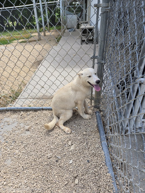 Coco Puff, an adoptable Husky in Maquoketa, IA