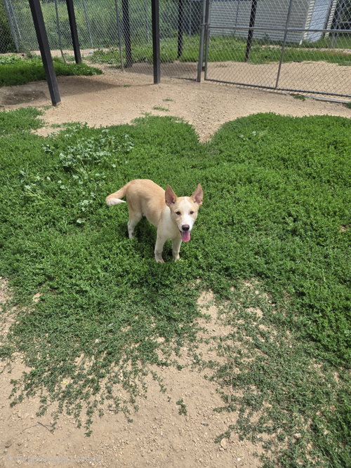 Magenta, an adoptable Husky in Maquoketa, IA