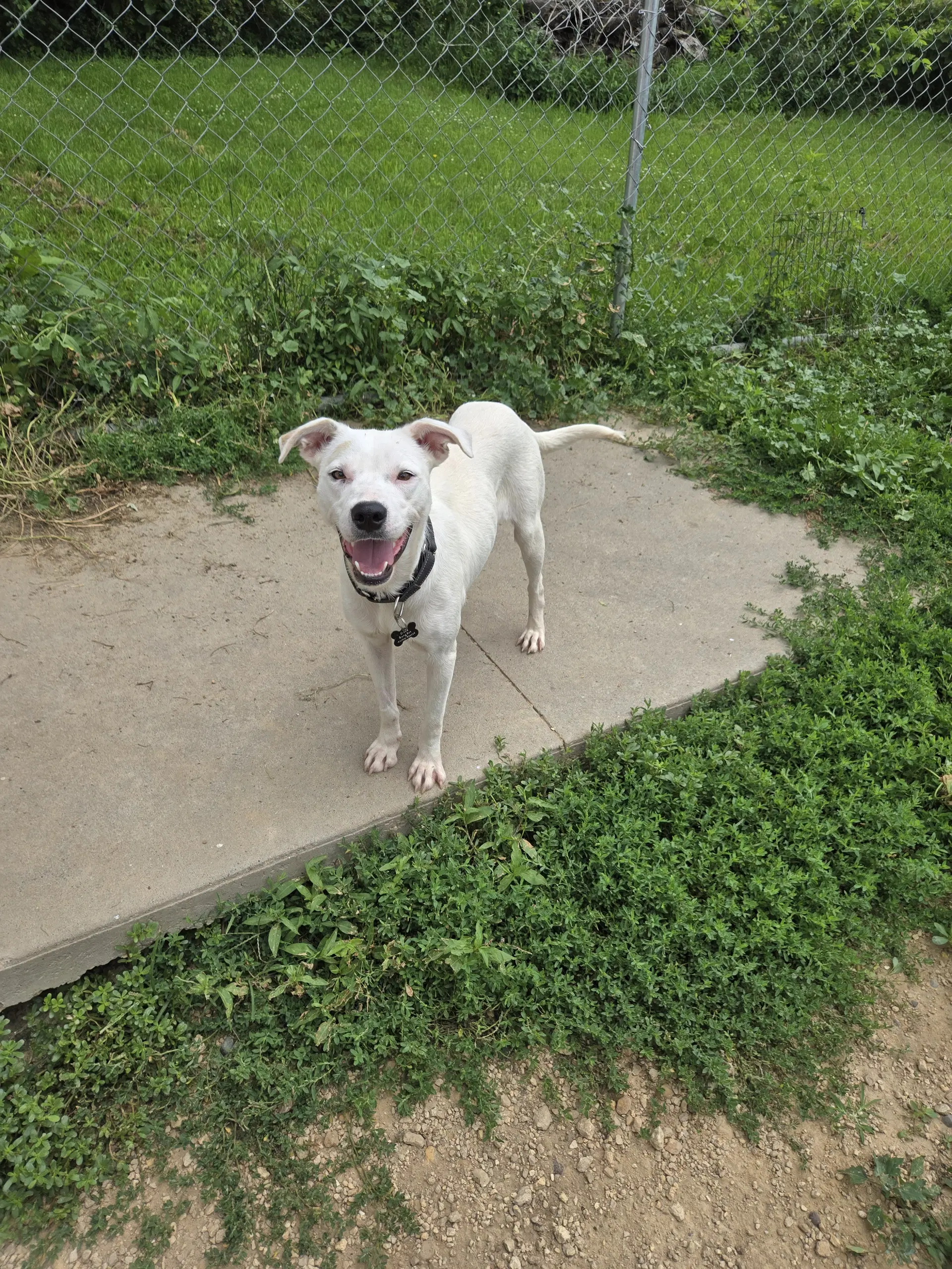 Gracie image 1