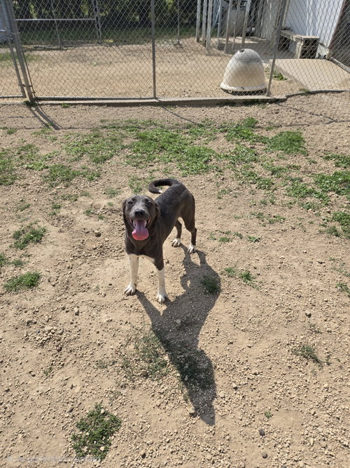 Moe, a dog for adoption from Jackson County Humane Society