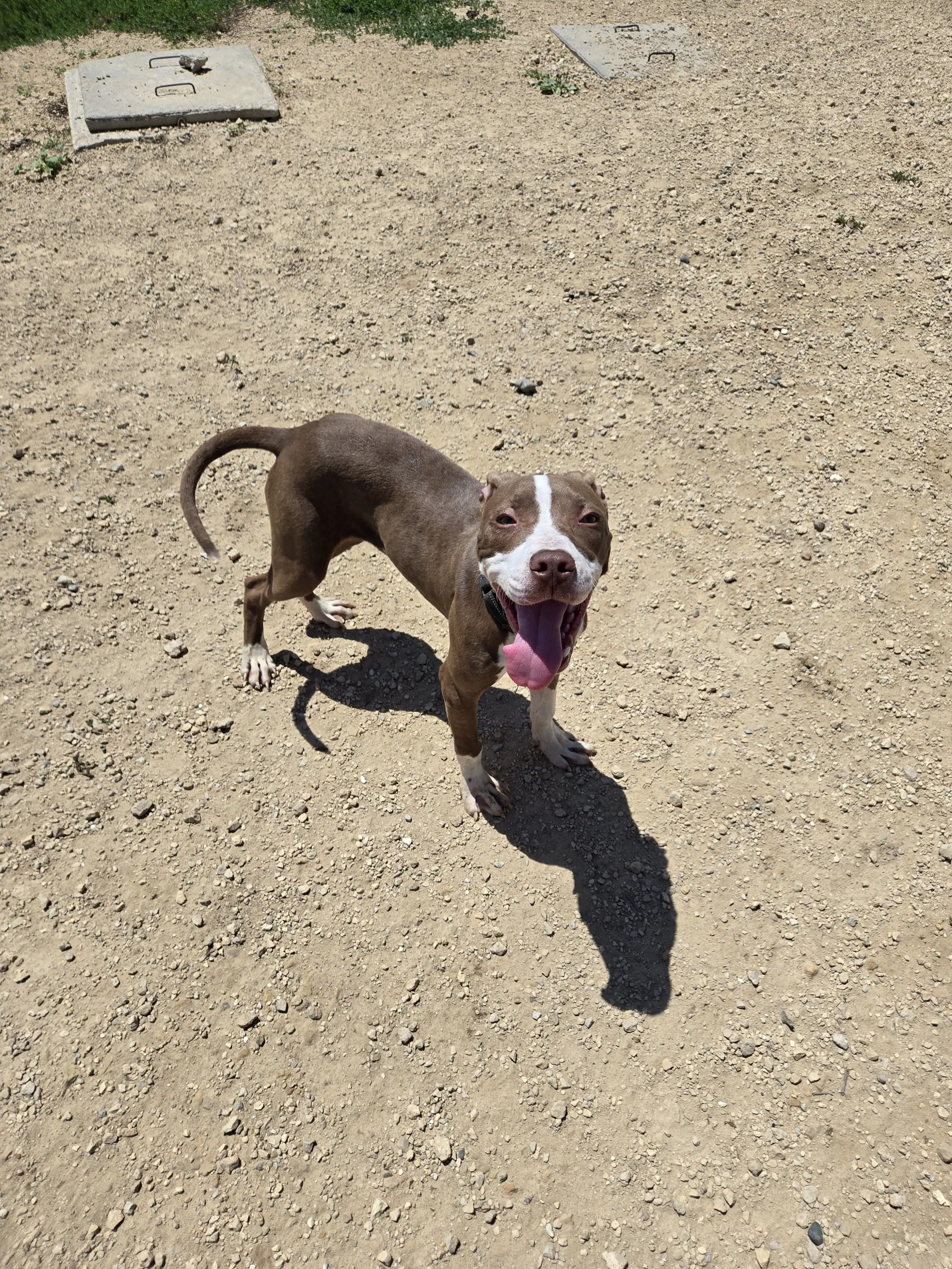 Brutus - Labrador Retriever