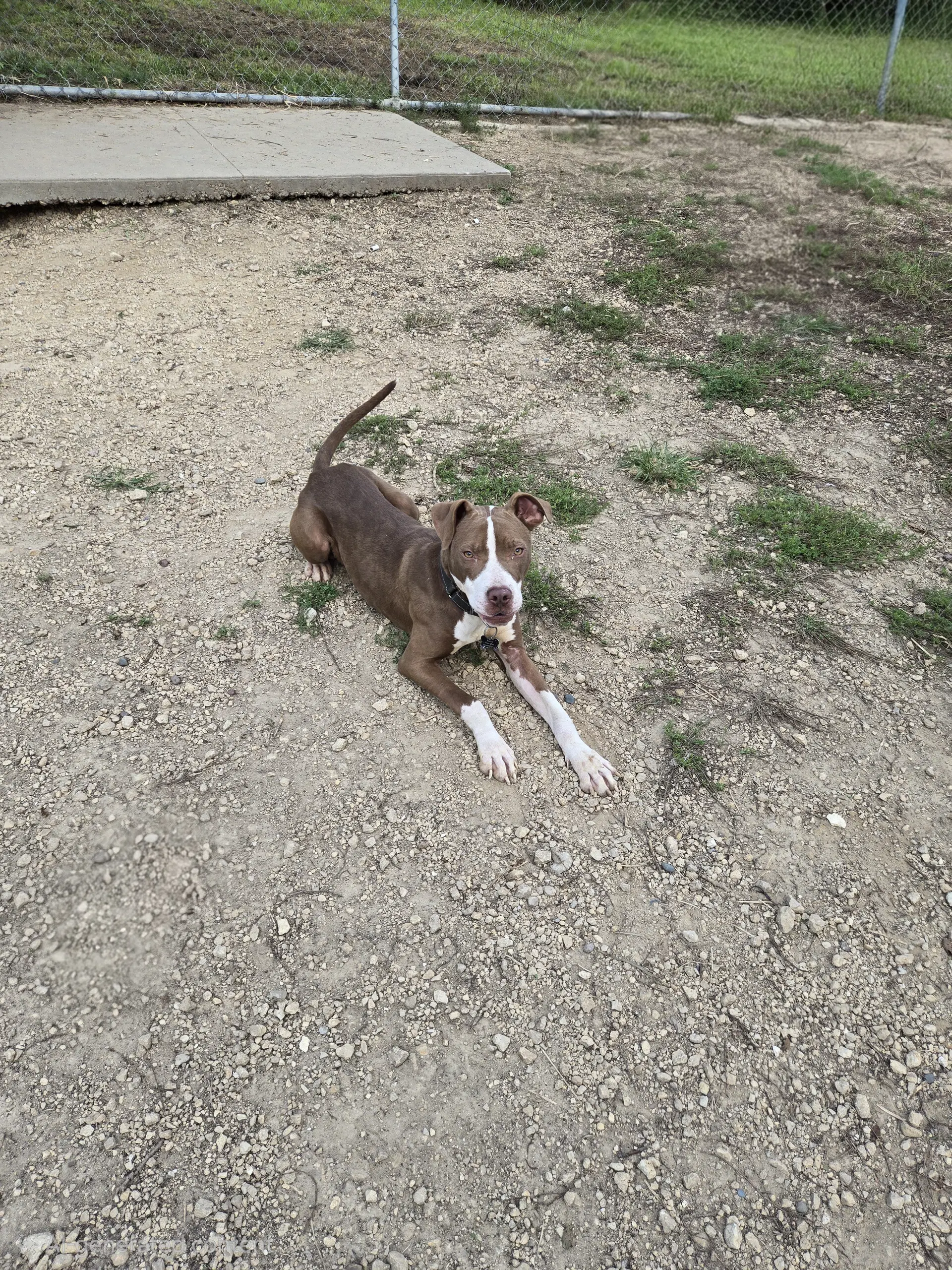 Brutus image 2